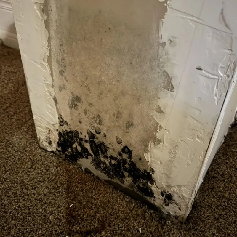Professional Mold Removal in Oak Hill, FL